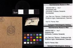 Foto (Objket + Etiketten) von Mundopsidae indet. 